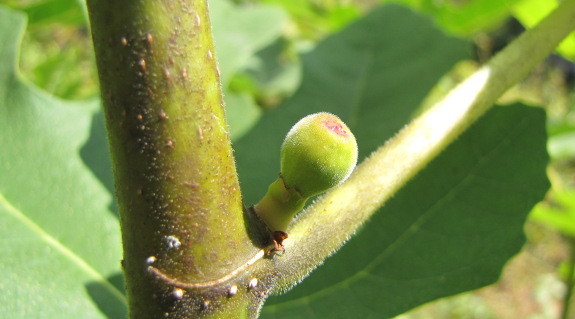 Baby fig