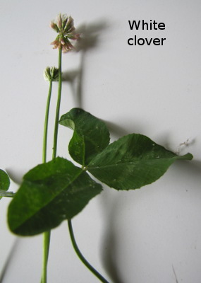 White clover