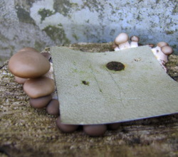 Baby mushrooms