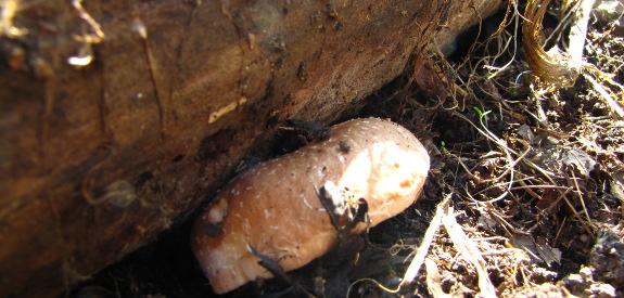 Mushroom raft