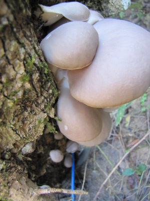 Mushroom totem