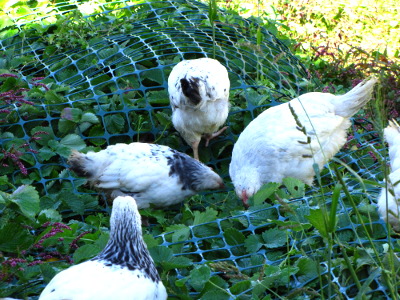 Chickens weed garden