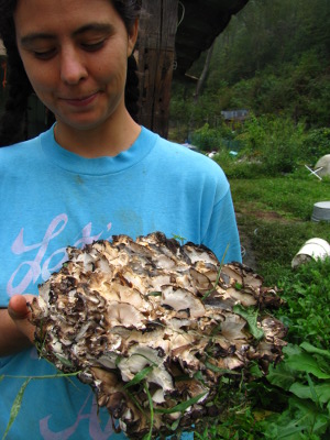 Black-staining polypore