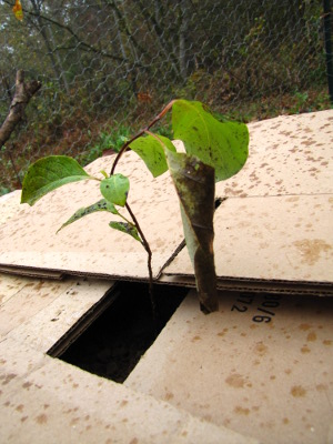 Persimmon seedling