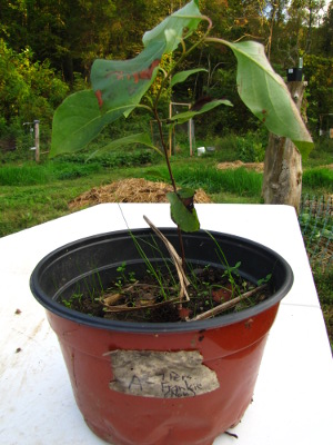 Potted persimmon