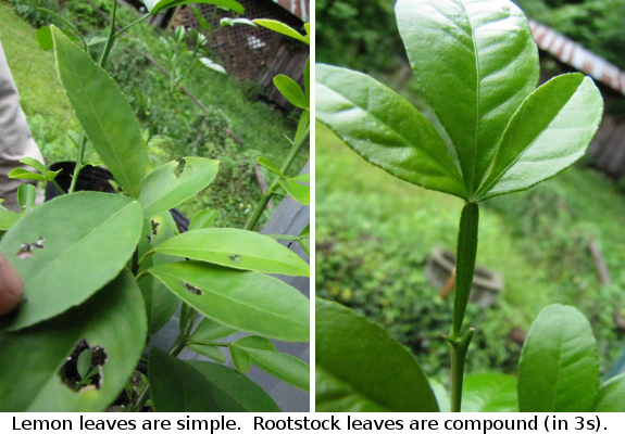 Lemon scionwood vs. rootstock
