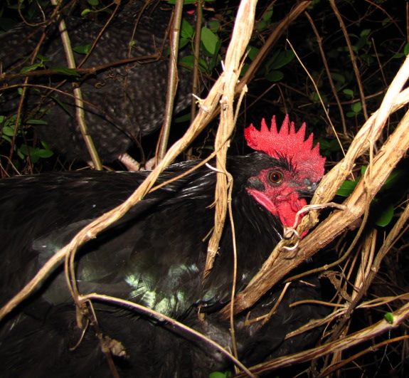 Rooster in the bush