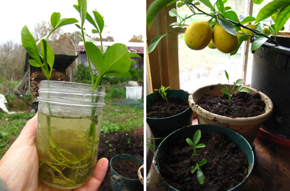 Rooted cuttings