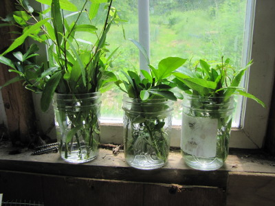 Rooting softwood cuttings