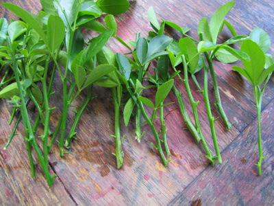 Trifoliate orange cuttings