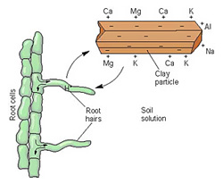 Cation exchange capacity