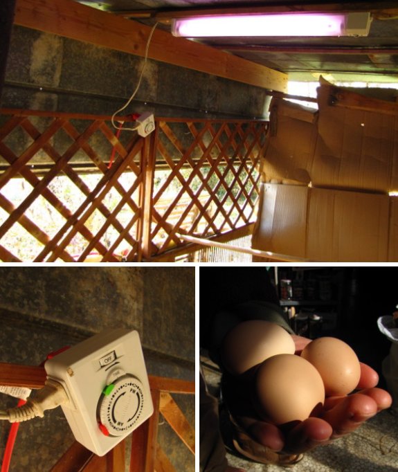 How to extend daylight hours for laying hens in a coop