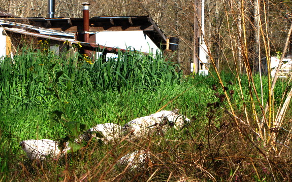 Chickens in garden