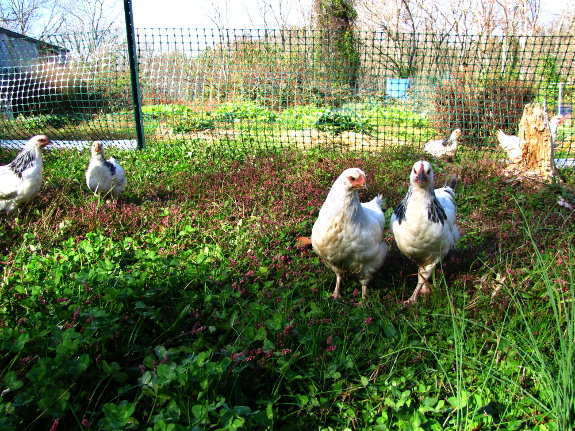 Fence chickens out of garden