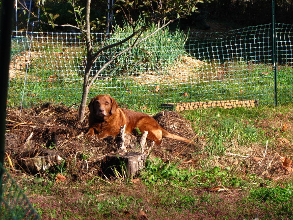 Lucy under apple tree