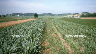 Organic corn is more drought tolerant