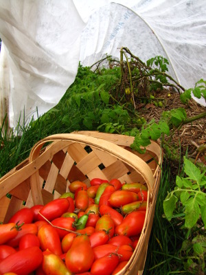 Quick hoops over tomatoes