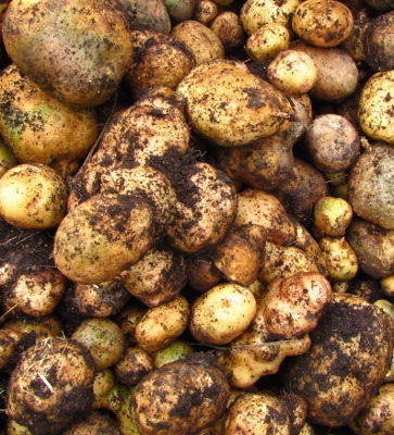 Potatoes