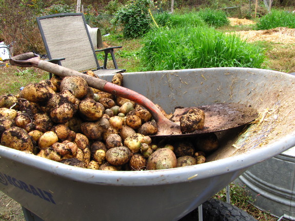 Potato harvest