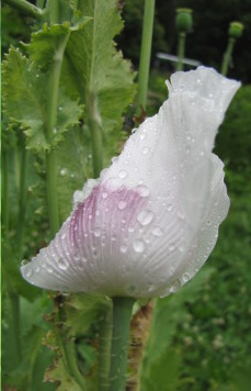 Breadseed poppy flowers