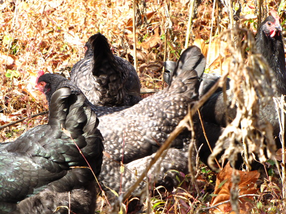 Cuckoo Marans