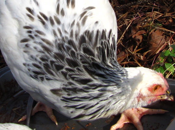 Light Sussex pullet