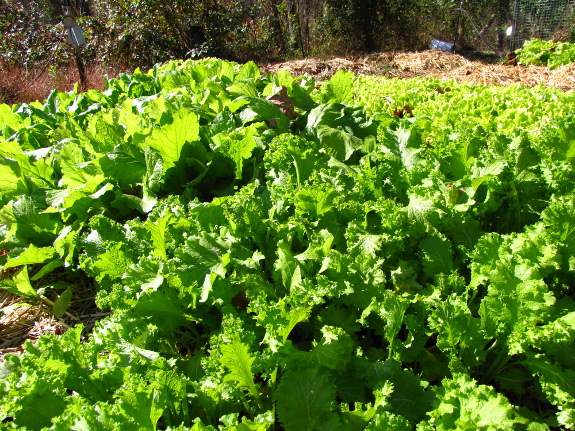 Mustard greens