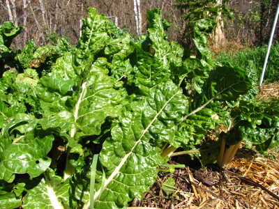 Swiss chard