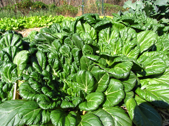 Tatsoi