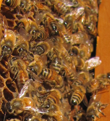 Bees