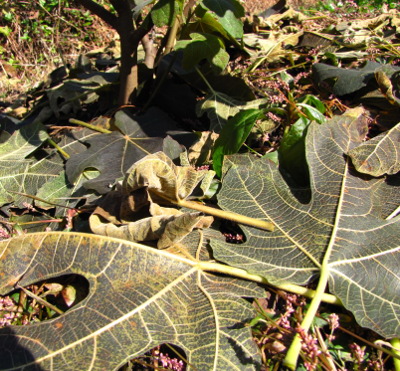 Fallen fig leaves