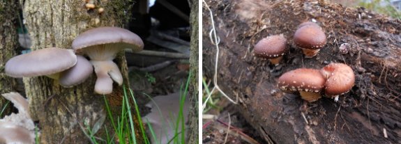 2011 last flush from mushroom logs