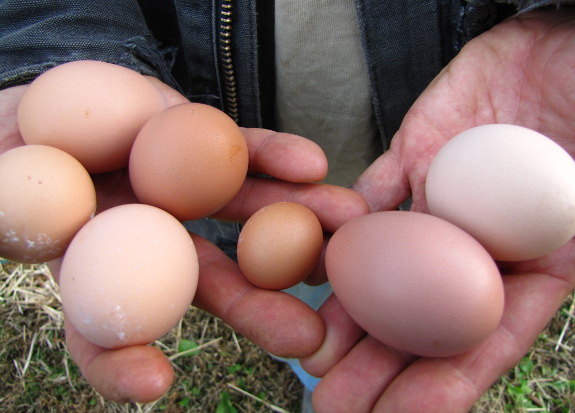 Pullet egg