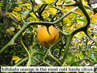 Trifoliate orange is the most cold hardy citrus.