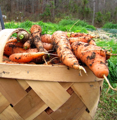 Basket of carrots