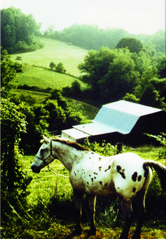 White horse on a hill