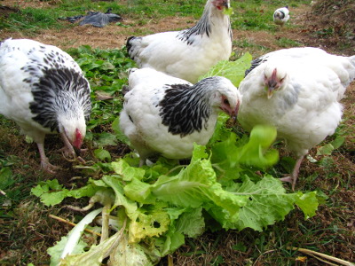 Chickens eating greens
