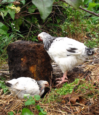 Chickens pecking log