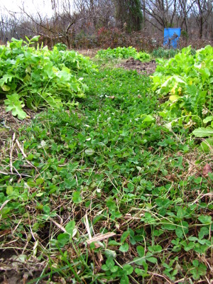 Clover garden aisle