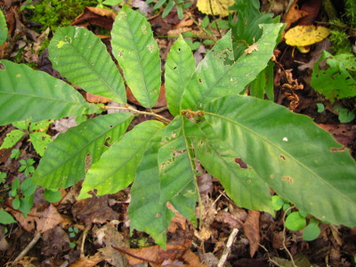 Chestnut seedling