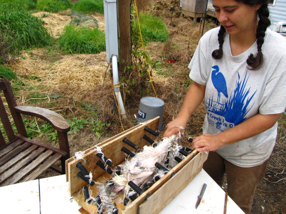 low tech way of plucking chickens that is not automatic or motorized