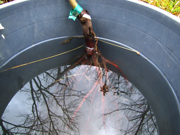 Soak tree