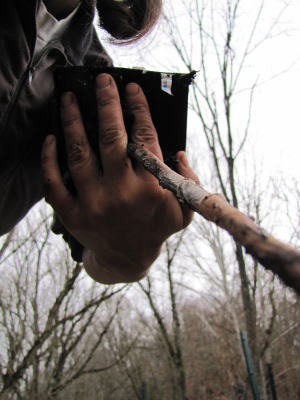 Taking a tree out of its pot