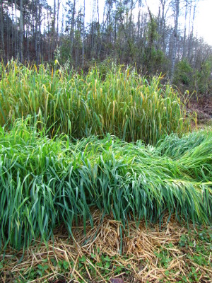 Oat cover crop