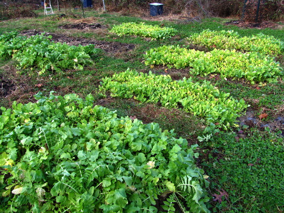 Oilseed radishes