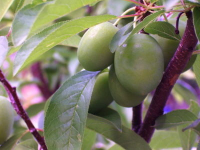 Baby apricots