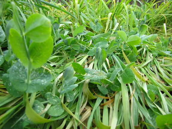 Winter peas and oats