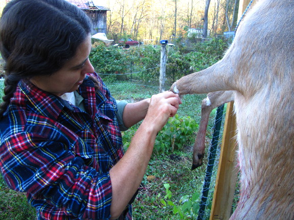 deer being dressed out by attractive woman in flanel shirt