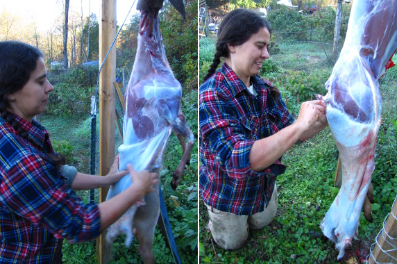 Skinning a deer: cut off the tail