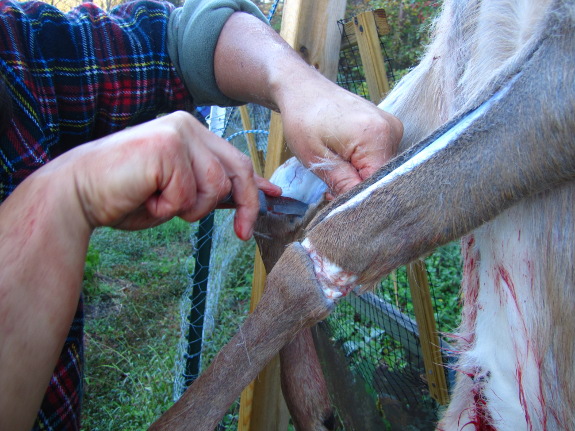 Skinning a deer leg